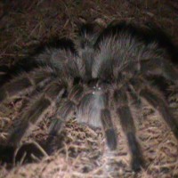 Grammostola Rosea