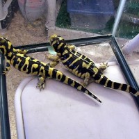 Male and female tiger bar salamanders
