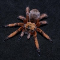 Apnonopelma moderatum：♀