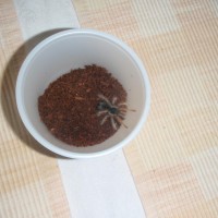 M. robustum