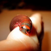 Mildred the Millipede