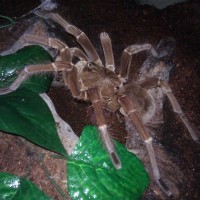 MM Theraphosa stirmi