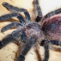 Avicularia sp. peru purple