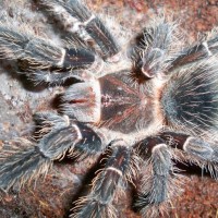 Lasiodora parahybana