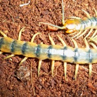 Scolopendra polymorpha