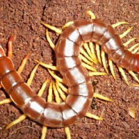 Scolopendra subspinipes