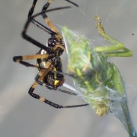 argiope