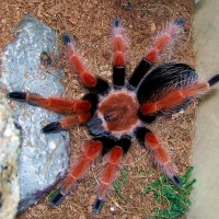 Brachypelma boehmei juv. Male