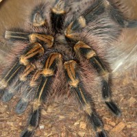 G. pulchripes Postmolt