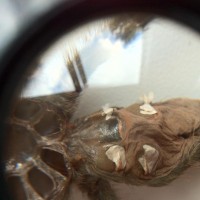 Theraphosa Blondi