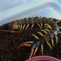 Scolopendra Heros (banded)