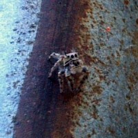 Jumping spider