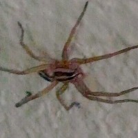 Grass spider