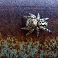 Jumping spider