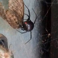 Southern Black Widow