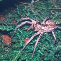 Carolina Wolf spider