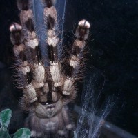 Poecilotheria miranda