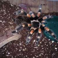 1 of 9 Brachypelma smithis