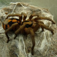 Hapalopus sp. Colombia "Pumpkin Patch"