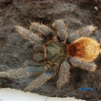 Chromatopelma cyanopubescens