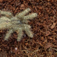 Stromatopelma calceata