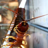 Scolopendra Galapagoensis