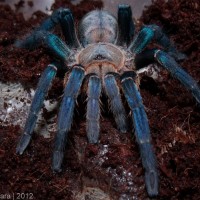 Haplopelma lividum (Cobalt Blue Tarantula)