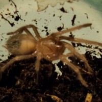 lasiodora parahybana