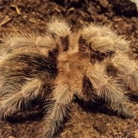 Grammostola rosea