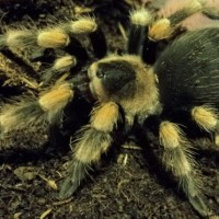 Brachypelma smithi