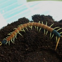 Scolopendra Heros Arizonensis