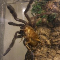 P. irminia