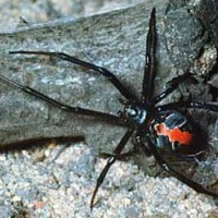 Latrodectus hasselti ( Red Back )