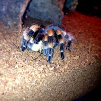 b. smithi