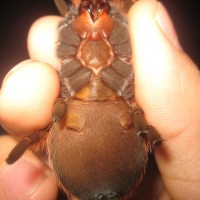 Brachypelma klaasi