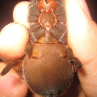 Brachypelma klaasi