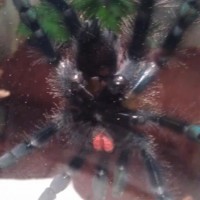 Pink-Toe Post Molt