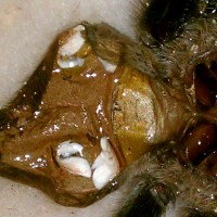 B. smithi