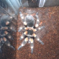 First molt at home