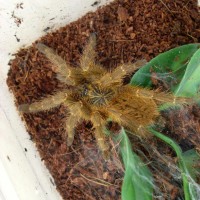 Pterinochilus murinus RCF