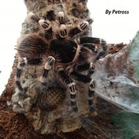Acanthoscurria geniculata 0,1