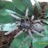 Pterinochilus chordatus female