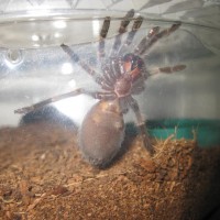 Brachypelma Smithi - M or F