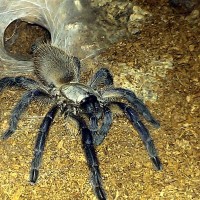 Monocentropus balfouri