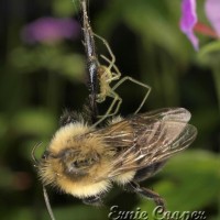 spider and bumblebee