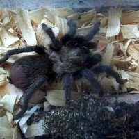 Aphonopelma hentzi