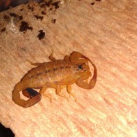 Isometrus Sp. (Orange Tree Scorpion)