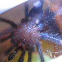 P. irminia