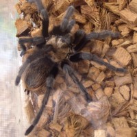 Aphonopelma sp