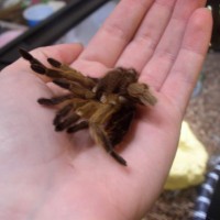 Aphonopelma sp